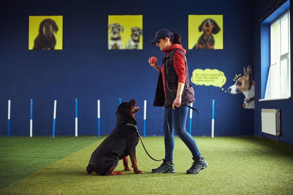 Curso de Adestramento Canino