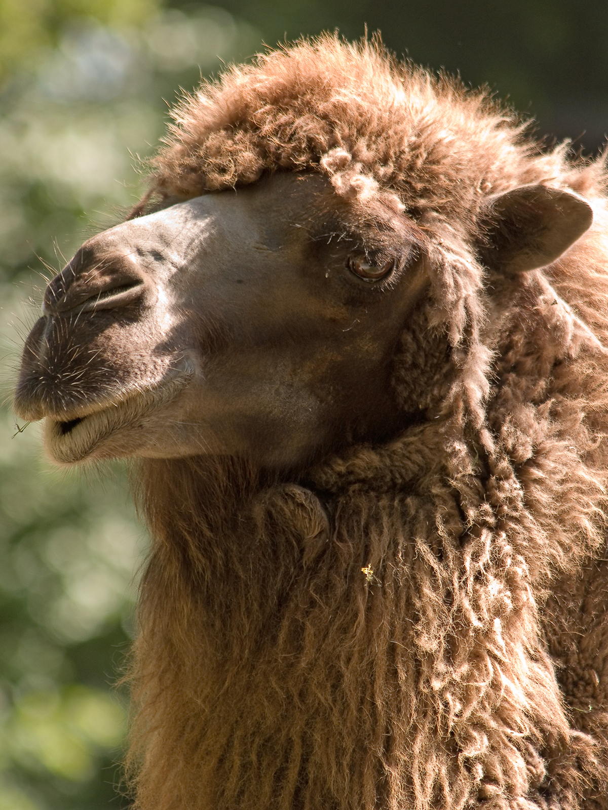 Retrato em close de um camelo, animal amplamente mencionado nos textos bíblicos como parte da criação.