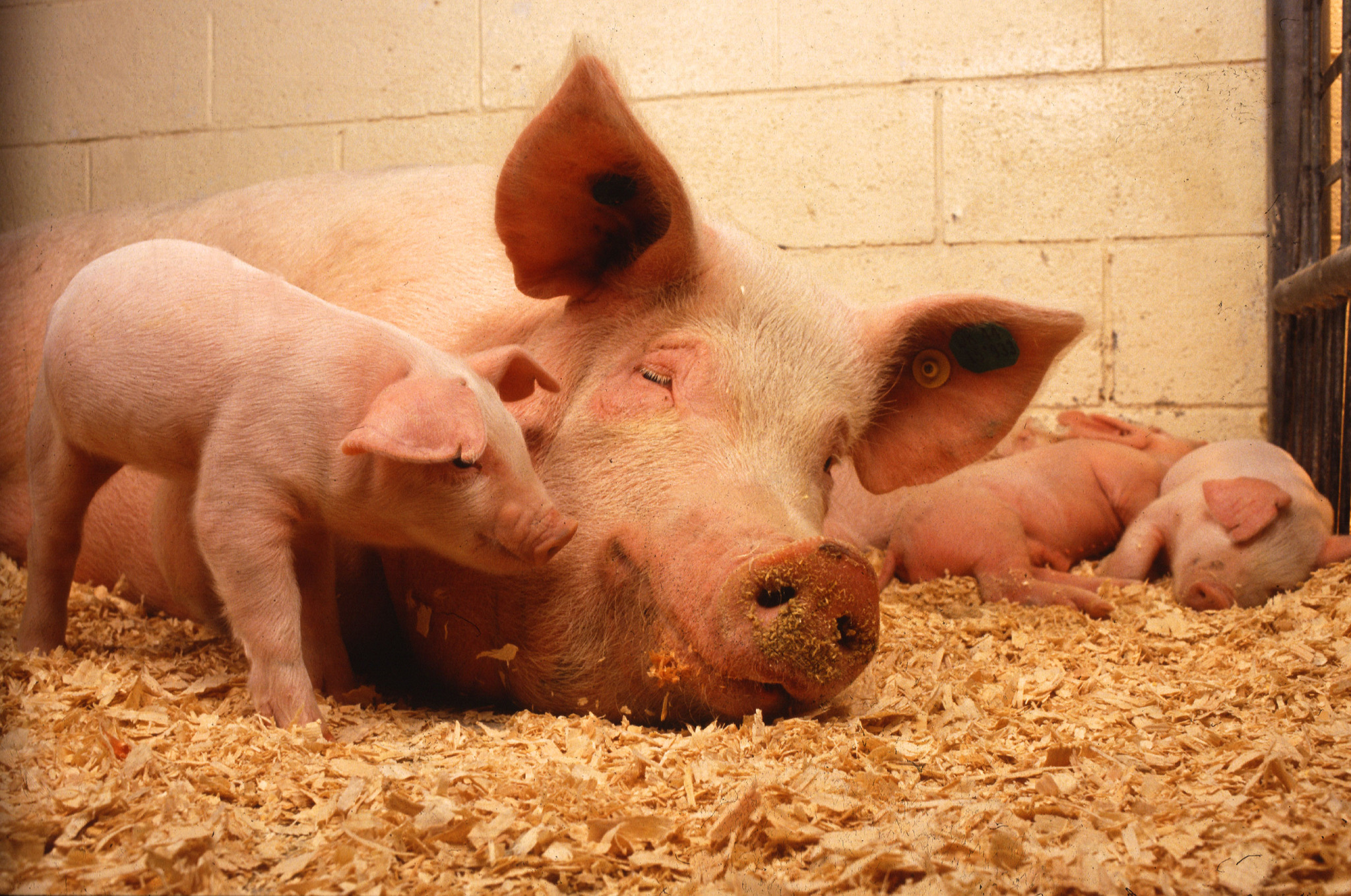 Porca deitada com leitões ao redor, representando animais domésticos descritos nos relatos bíblicos da criação.