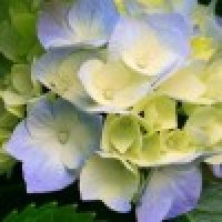 Vladia Regina da Silva Paula