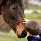 Curso de Equoterapia