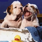 Curso de Banho e Tosa