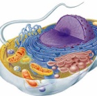 Curso de Citologia e Histologia Animal Aplicada