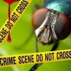 Curso de Entomologia Forense